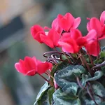 Cernaia 42 Λα Σπέτσια