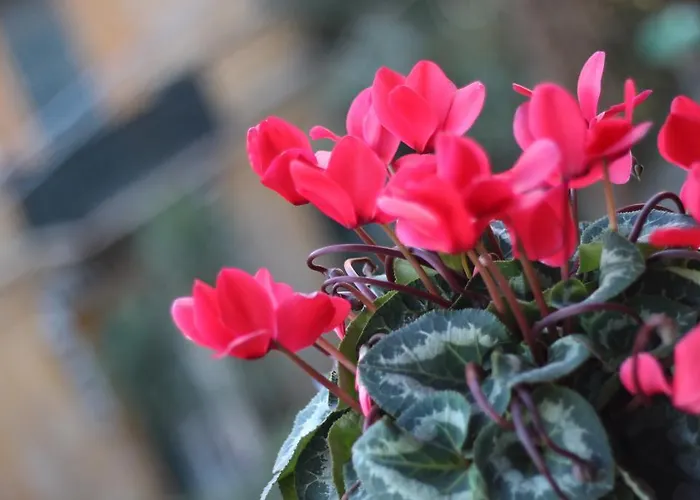 Cernaia 42 La Spezia